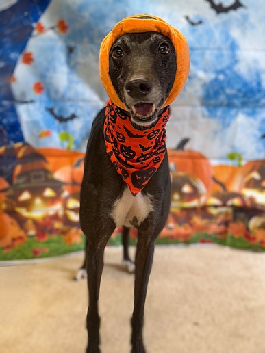 Alan🎃
