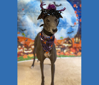 Beryl🎃