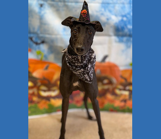 Cheetah🎃