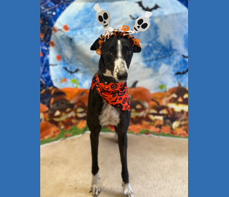 Belle🎃